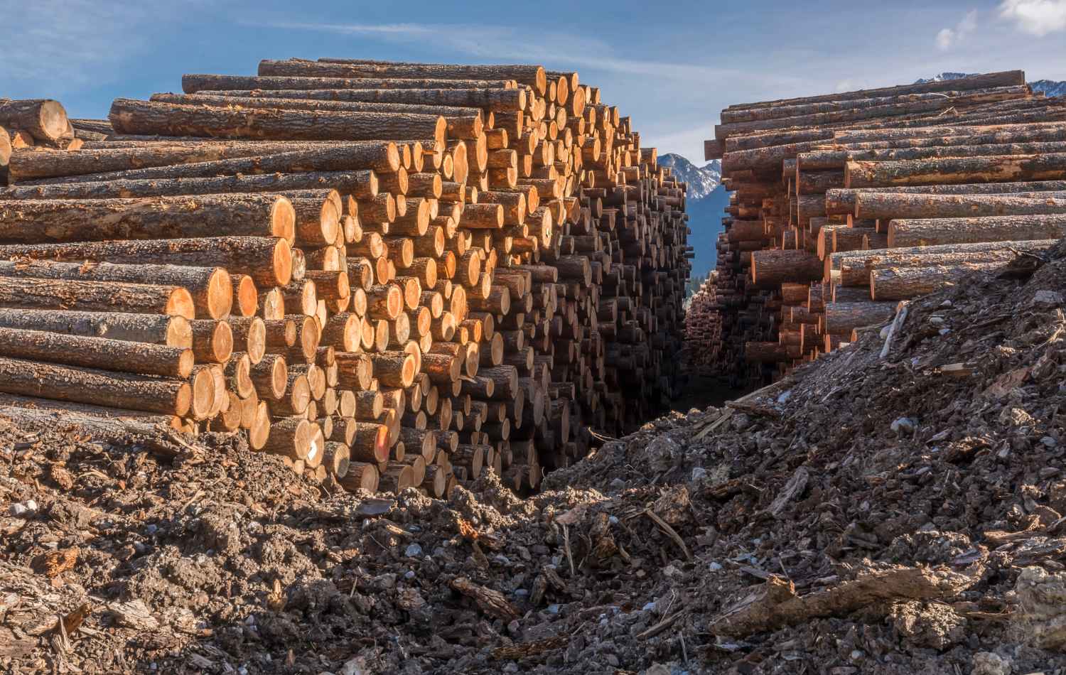 בחירת מנסרת עצים: כל מה שצריך לדעת לאספקת עץ רציפה